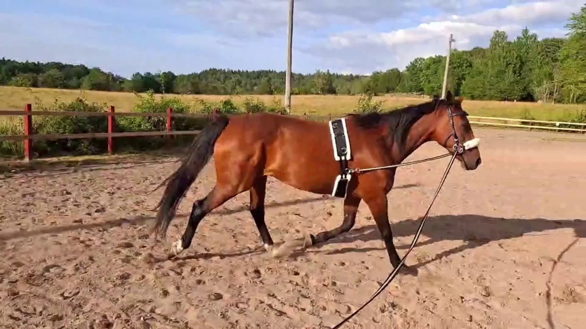 Allround hästar till salu: Fin ridtravare i Axvall - Video 2