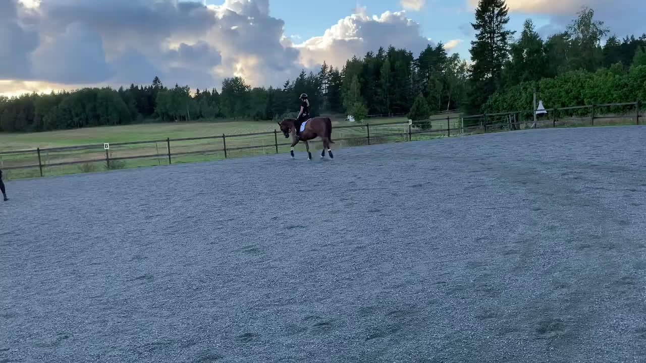 Allround hästar till salu: Läromästare Allround  - Video 1