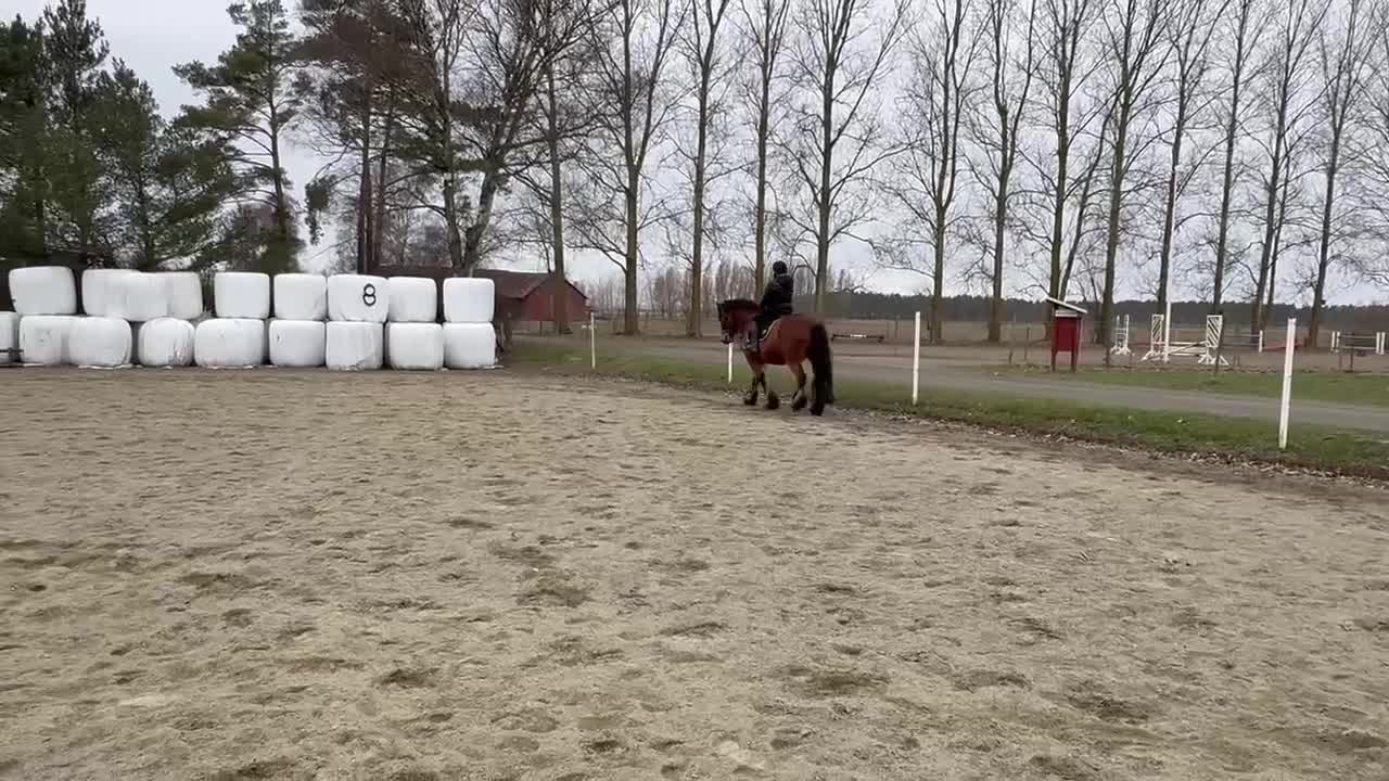 Allround hästar till salu: Fin Nordsvensk säljes! i Sankt Olof - Video 2
