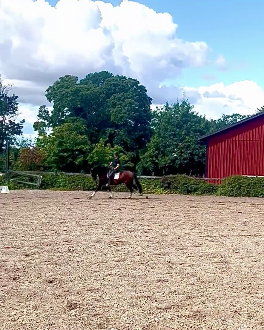 Dressyr hästar till salu: Importerad 6 årig Lusitano valack i Örsundsbro - Video 1