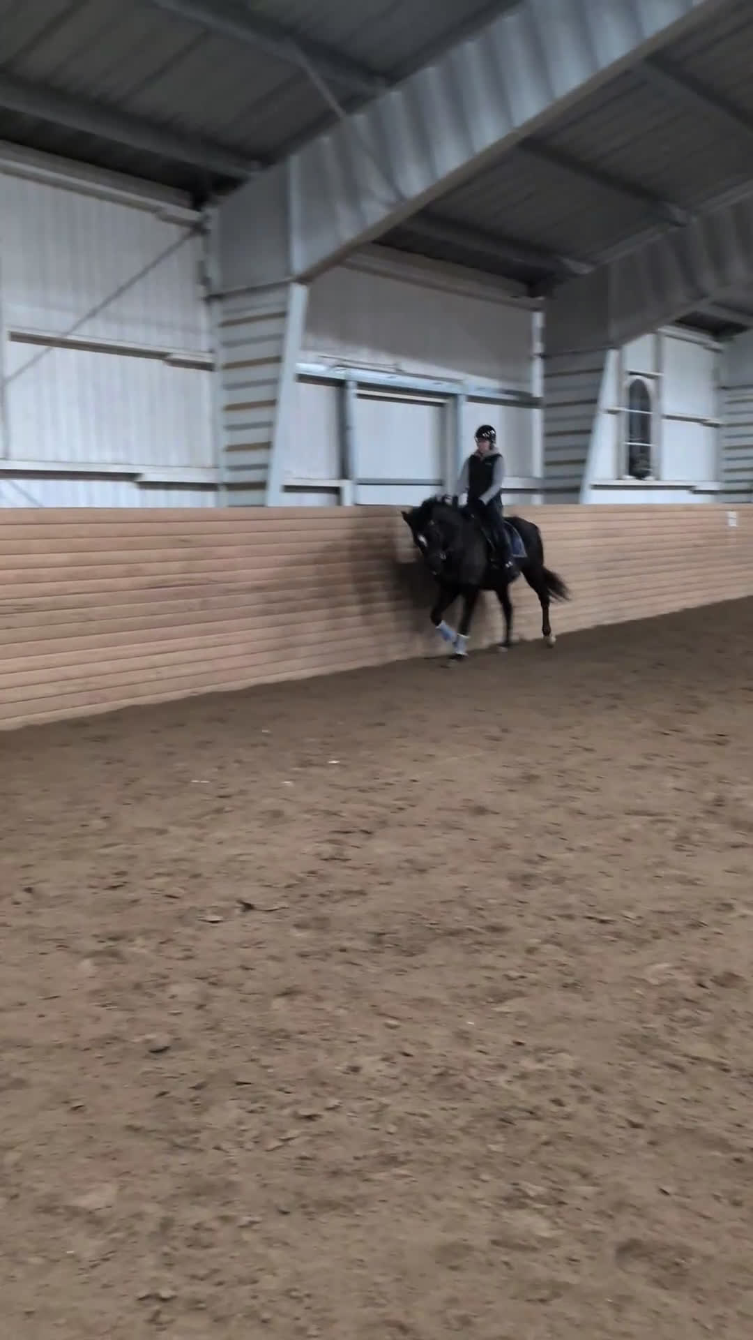 Allround hästar till salu: 🌟Fantastiskt vackra Soya 🌟 UA på export röntgen - Video 2