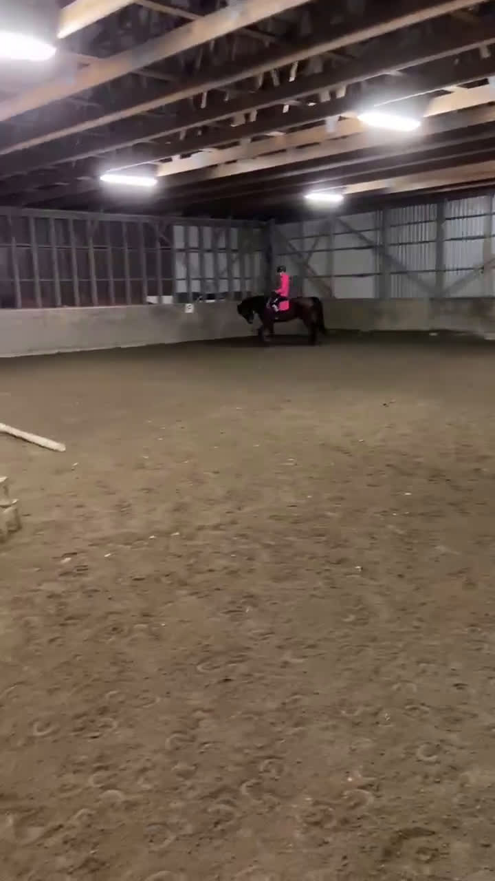 Allround hästar till salu: Mysig kille vill hitta ett nytt hem - Video 2