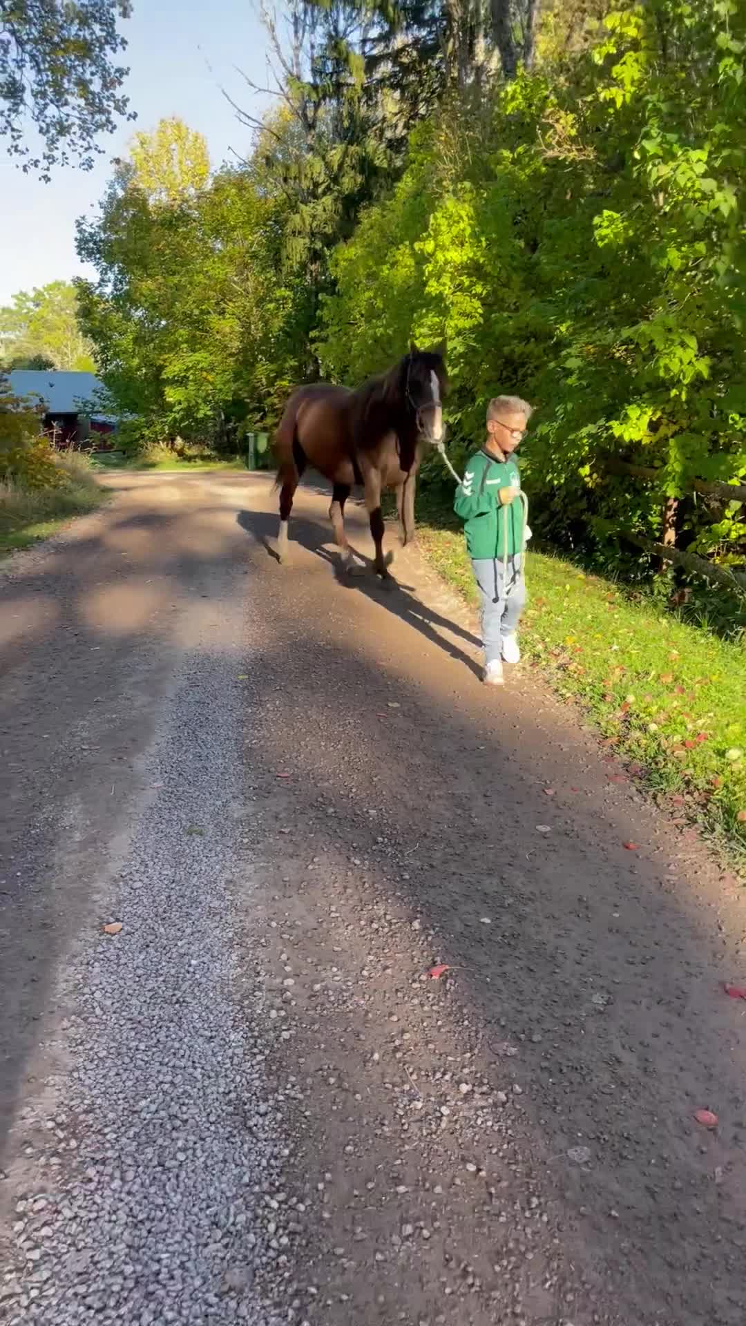 Distans hästar till salu: Snäll och välriden bästa kompis - Video 2