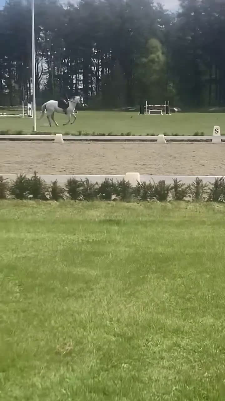 Dressyr hästar till salu: Vackert PRE sto för dressyr/avel - Video 1