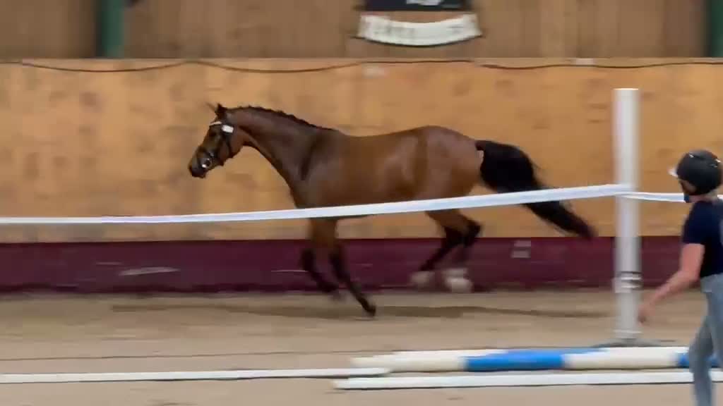 Allround hästar till salu: Framtidena tävlingsponny - Video 3