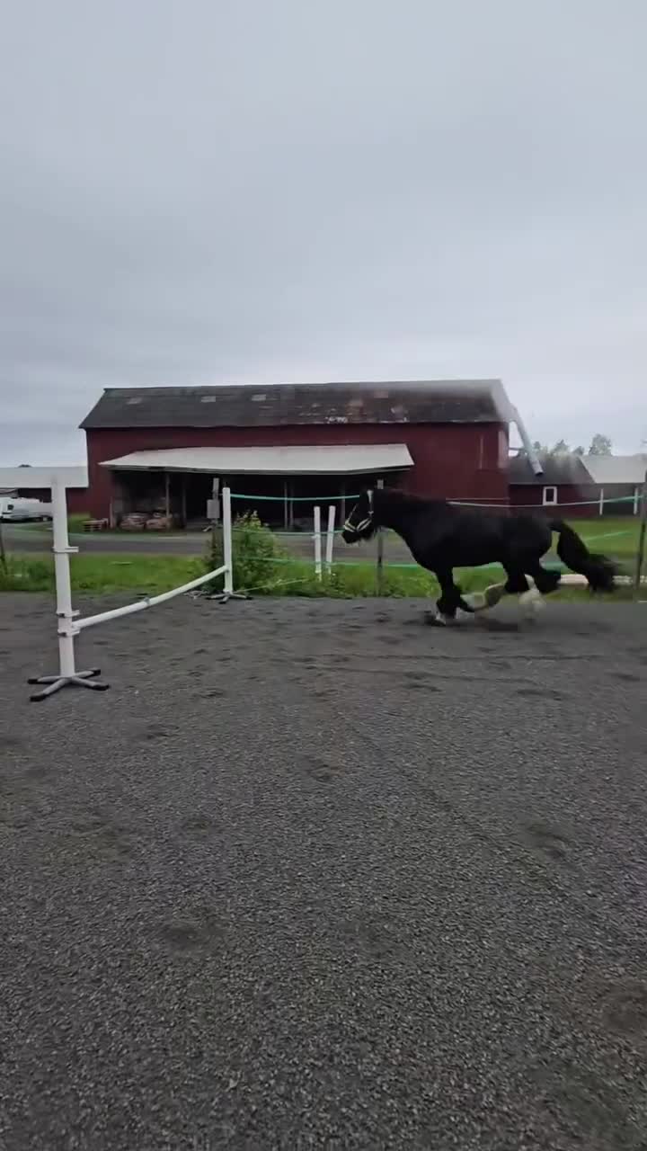 Allround hästar till salu: charmig och reslig c-ponny med stor potential - Video 1