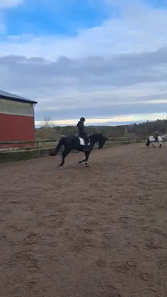 Dressyr hästar till salu: Dressyrtalang 5 årig valack e Americano GJ  i Skärhamn - Video 5