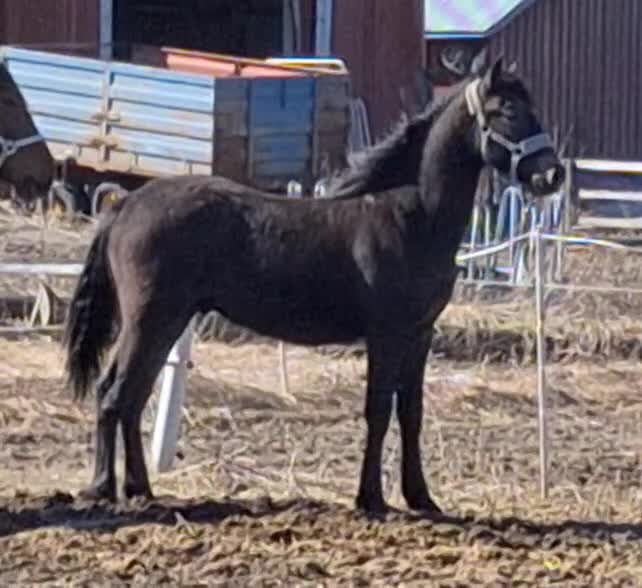 Allround hästar till salu: Ettårshingst PRE korsning - Video 3