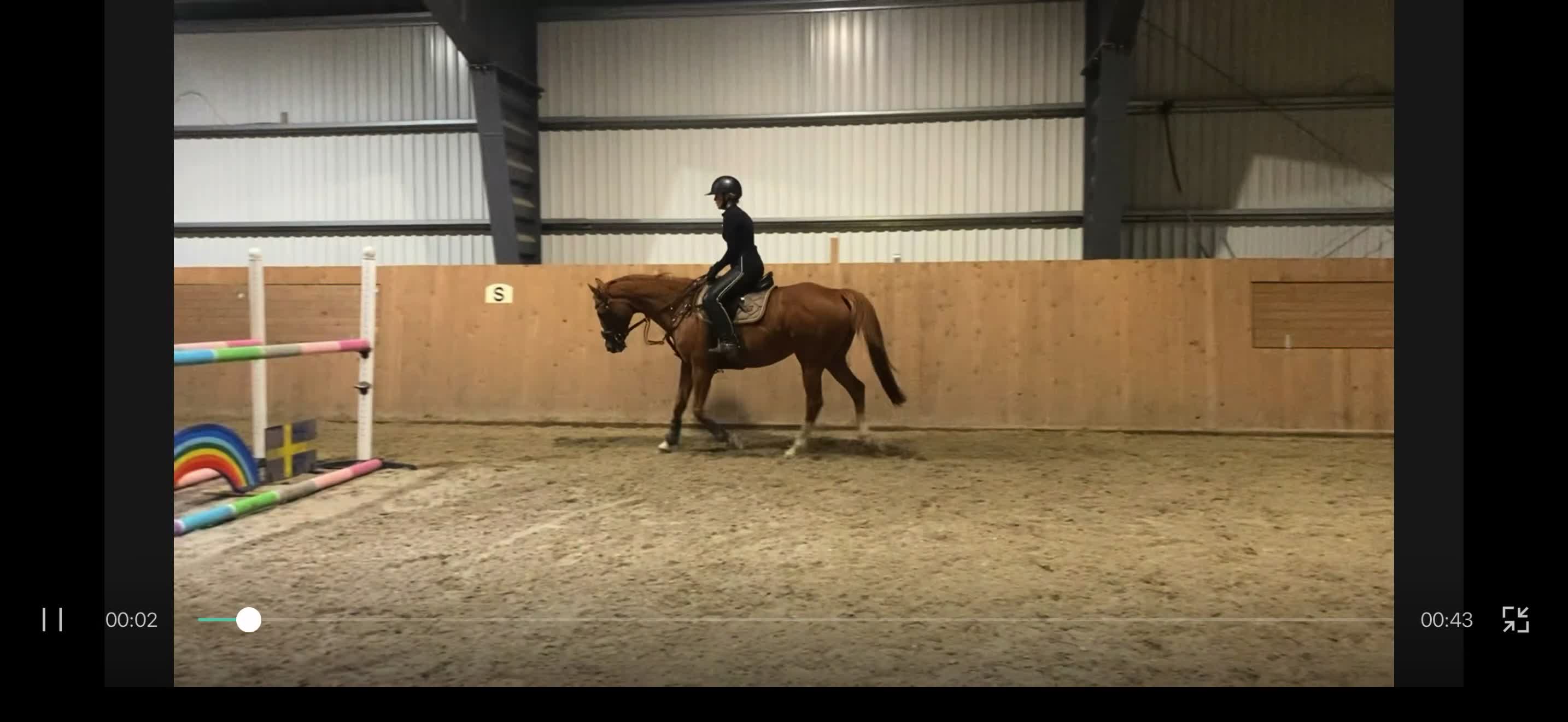 Allround hästar till salu: Charmigt fullblodssto med stor personlighet! i Hällingsjö - Video 3