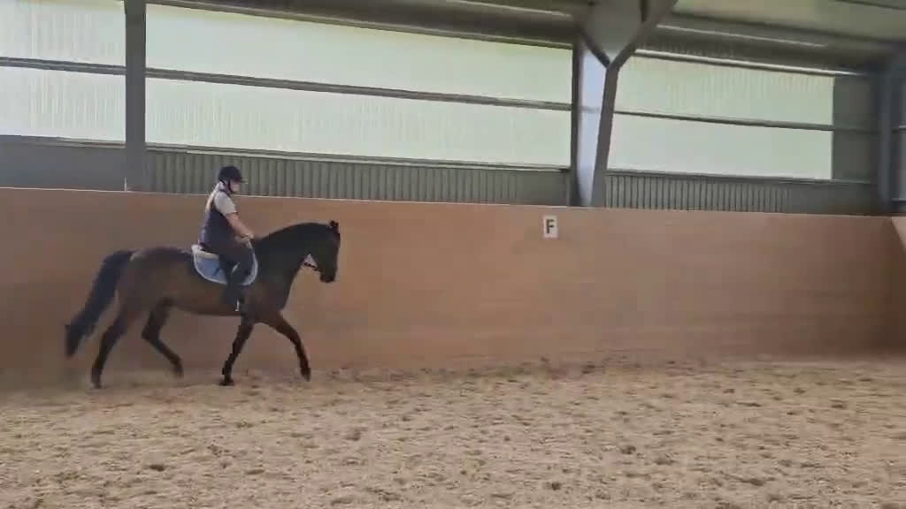 Allround hästar till salu: Fint sto med utstrålning  i Lerum - Video 2