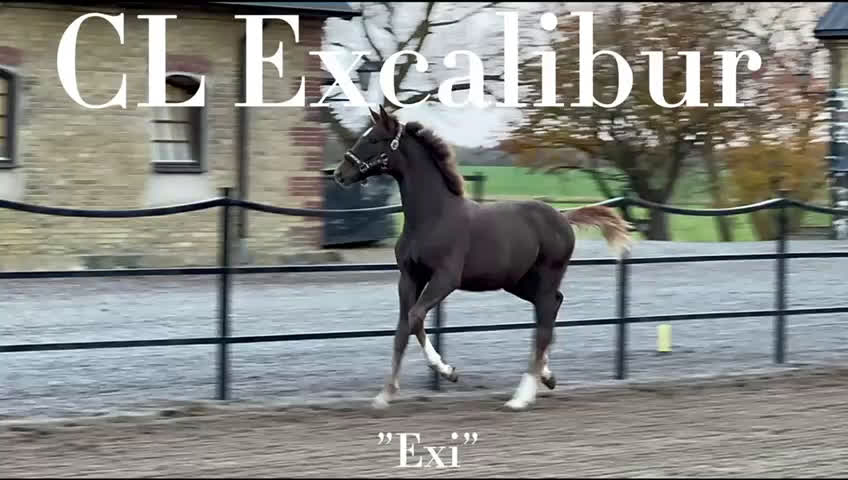 Dressyr hästar till salu: Framtidsämne! i Mjöhult - Video 1