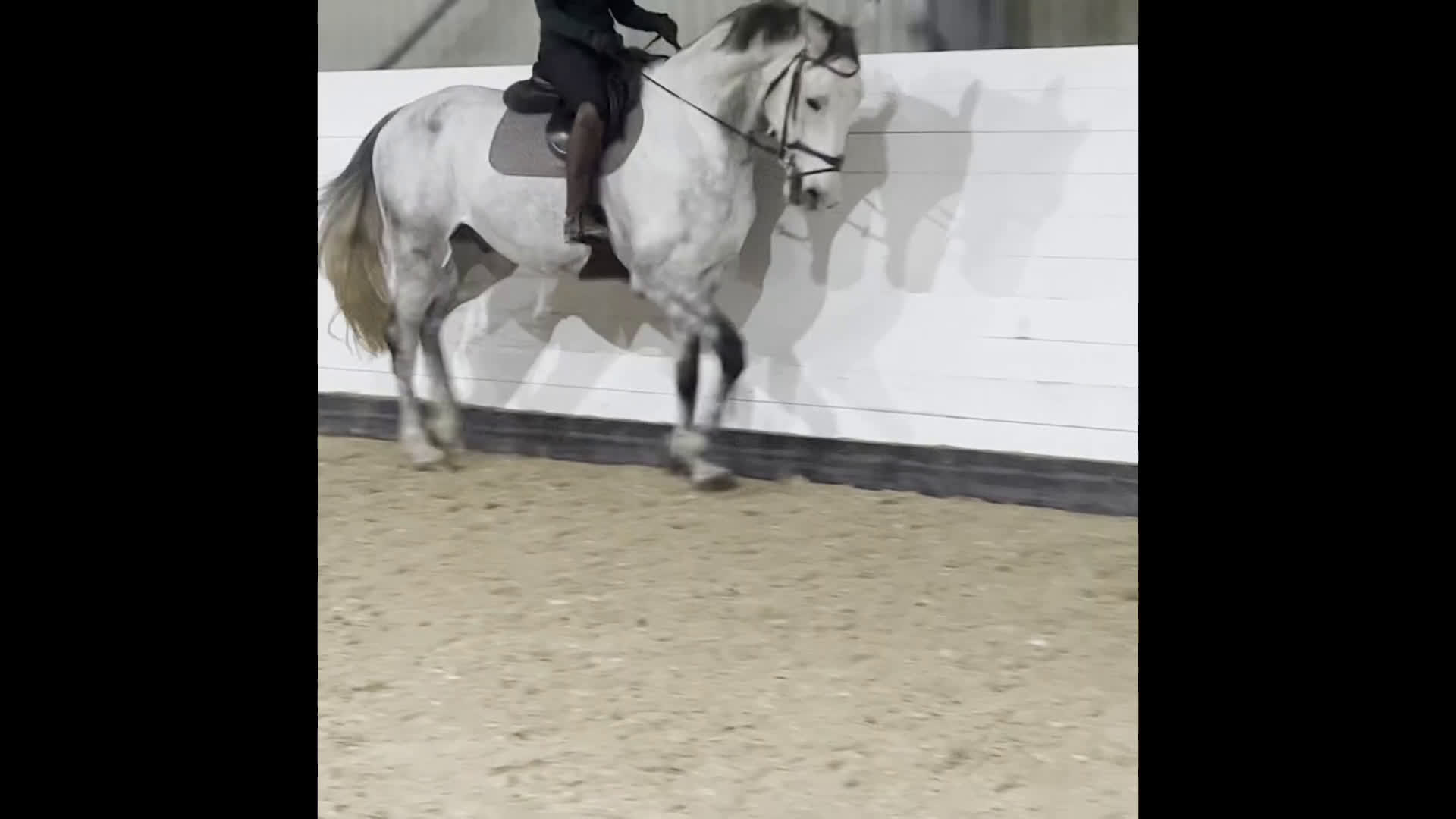 Allround hästar till salu: Världens finaste kille söker ny bästavän🦄🌟 i Halmstad - Video 2