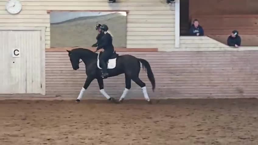 Dressyr hästar till salu: KWPN valack, 6 år - Video 1