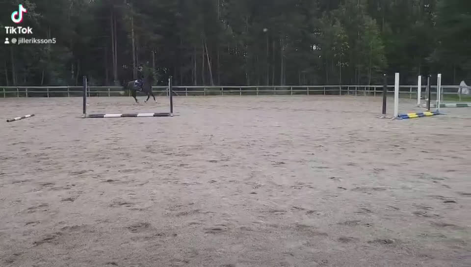 Allround hästar till salu: Sockersöt valack säljes! - Video 3