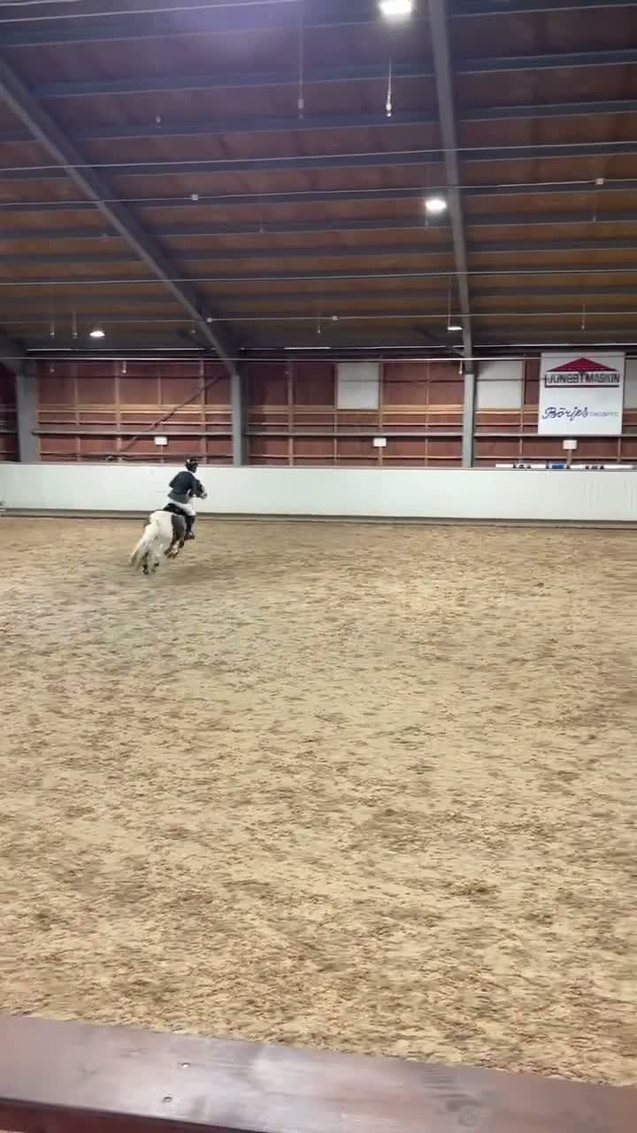 Hoppning hästar till salu: Ponny värd sin vikt i guld - Video 1