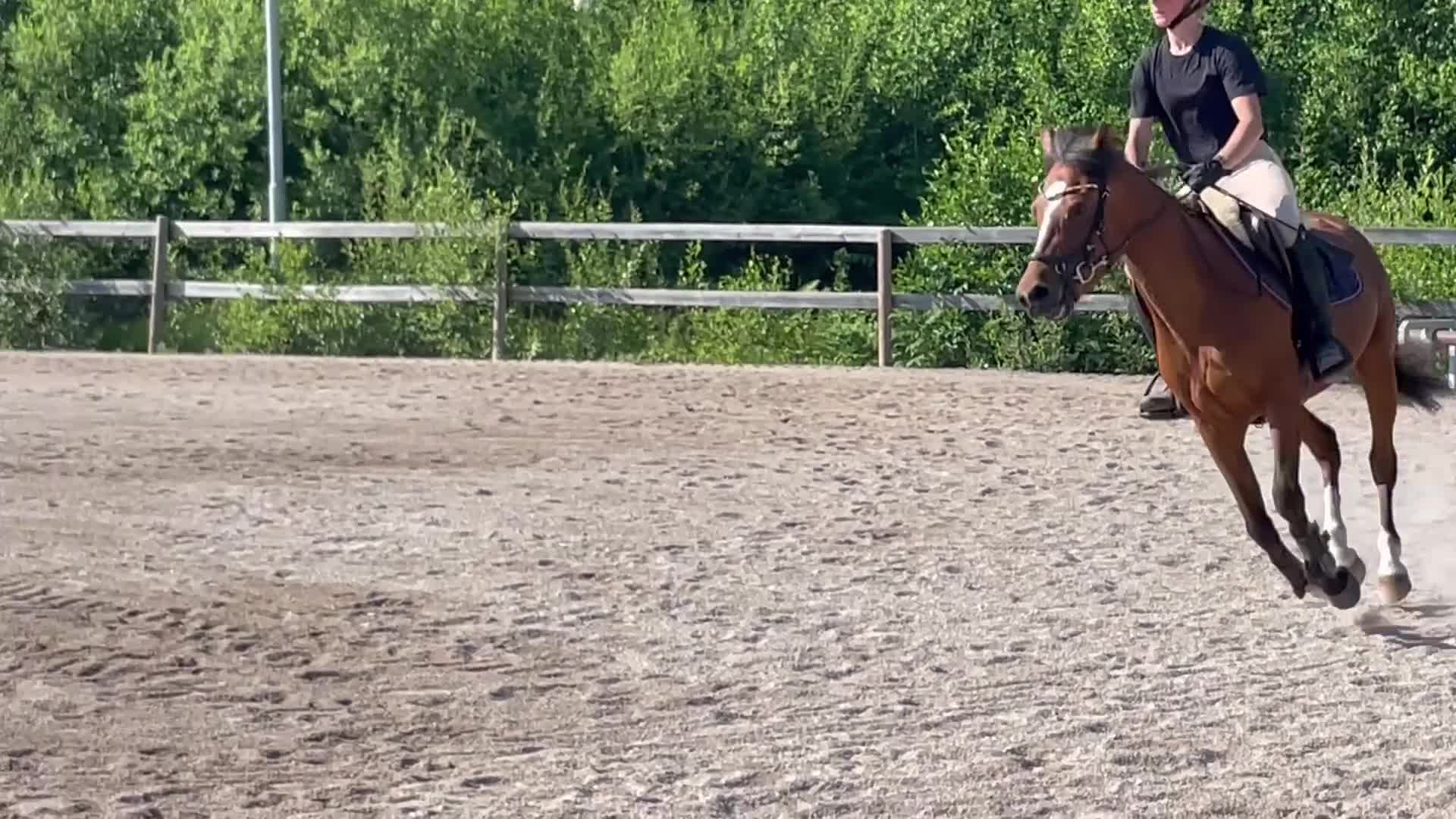 Hoppning hästar till salu: Underbara River Chanel - Video 2