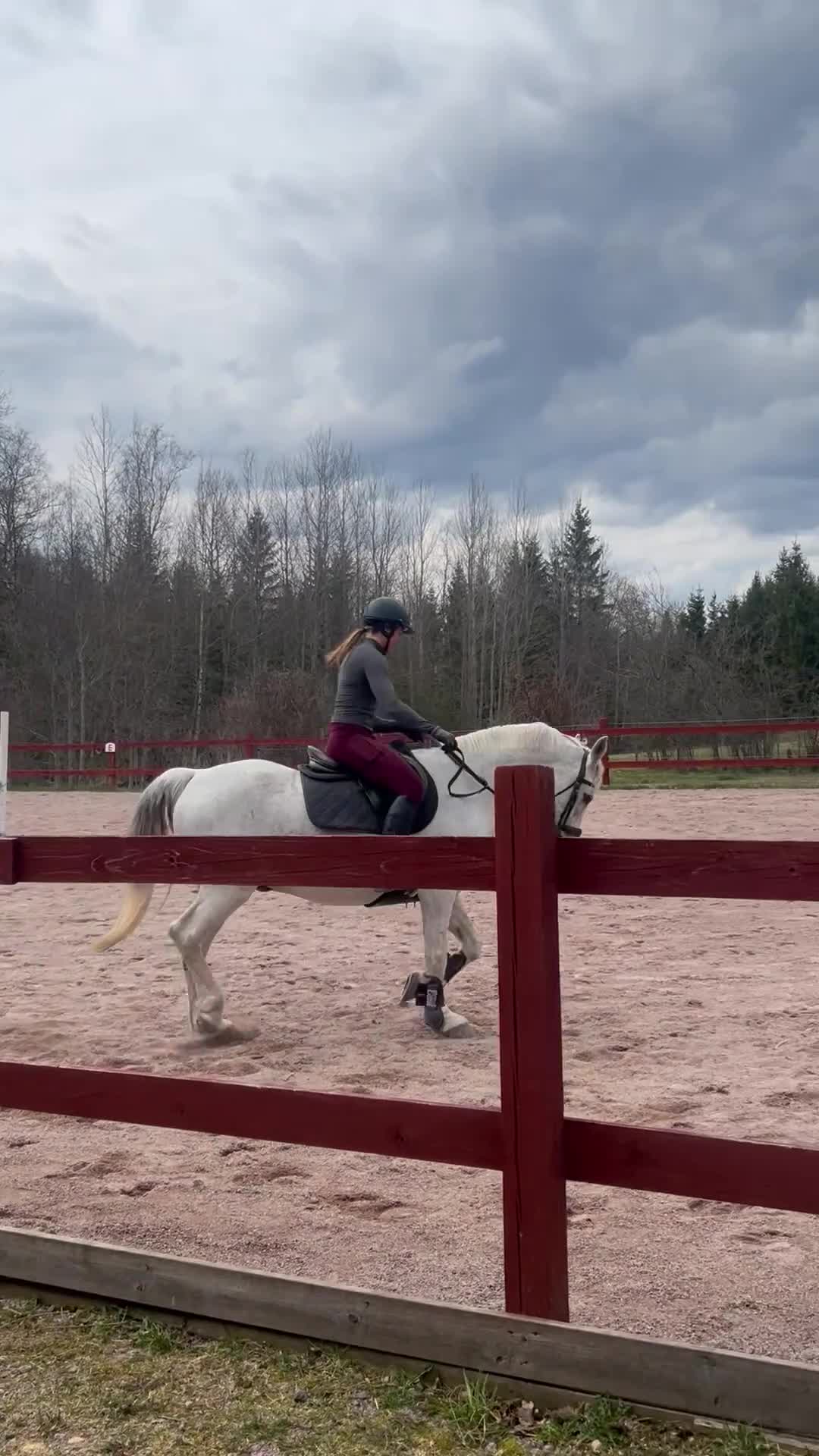 Allround hästar till salu: Vacker D ponny - Video 3