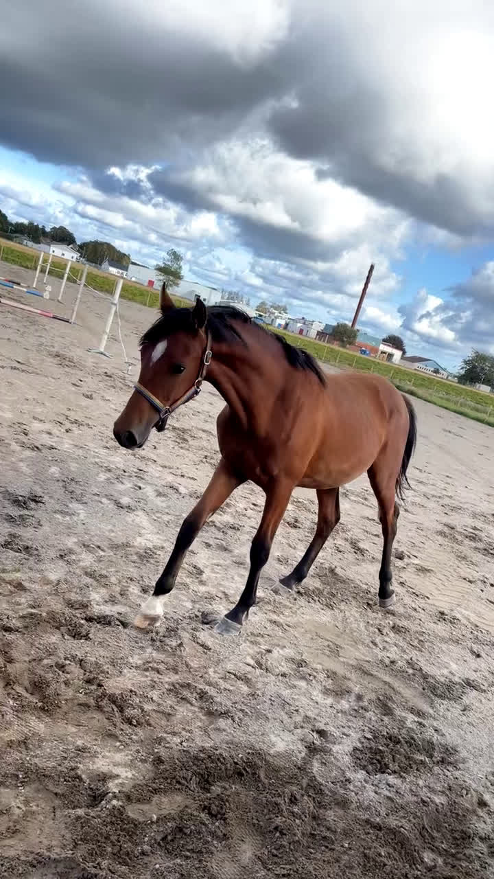 Allround hästar till salu: Trevlig och fin 1-åring säljes i Laholm - Video 1