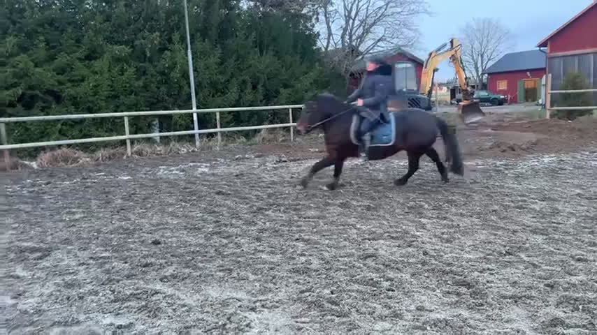 Allround hästar till salu: Pigg o hoppglad skogsmulle i Enköping - Video 5