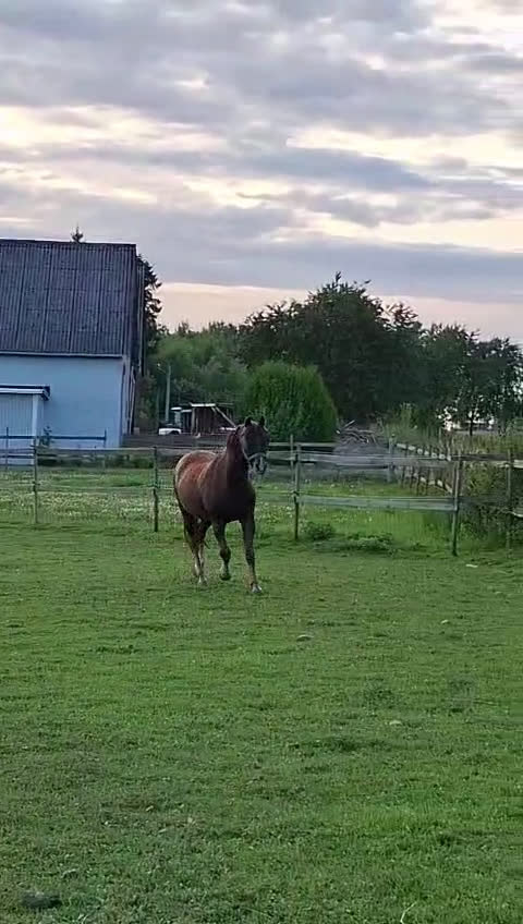 Allround hästar till salu: C-ponny till salu   i Billesholm - Video 4