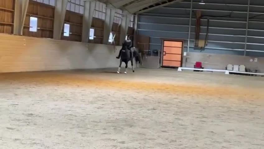 Dressyr hästar till salu: Fantastiskt valack med talang för piaff  i Väring - Video 2