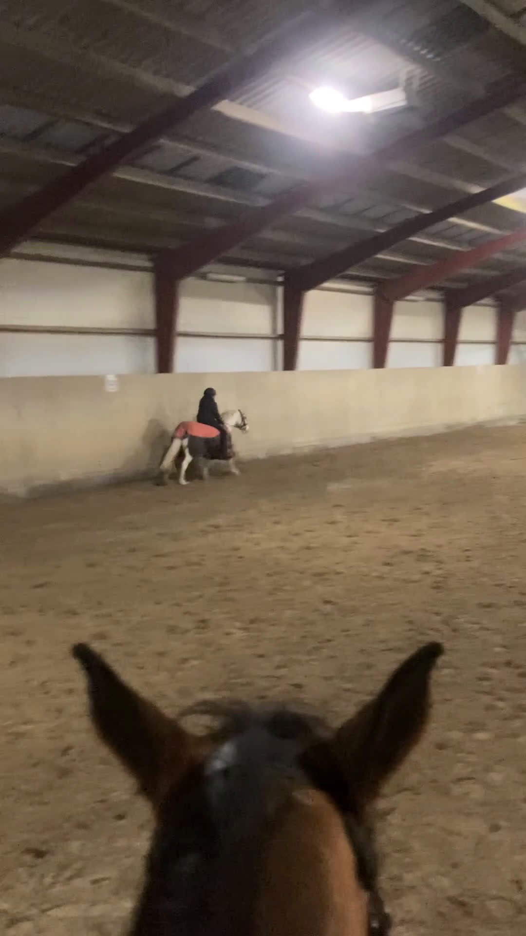 Hoppning hästar till salu: Fantastisk sød lærermester   - Video 1