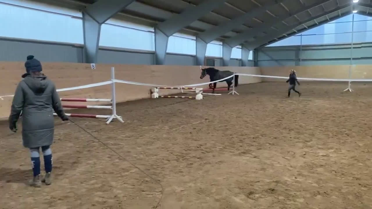 Hoppning hästar till salu: Hingstföl e: Untouchable från starkt möderne i Eskilstuna - Video 2