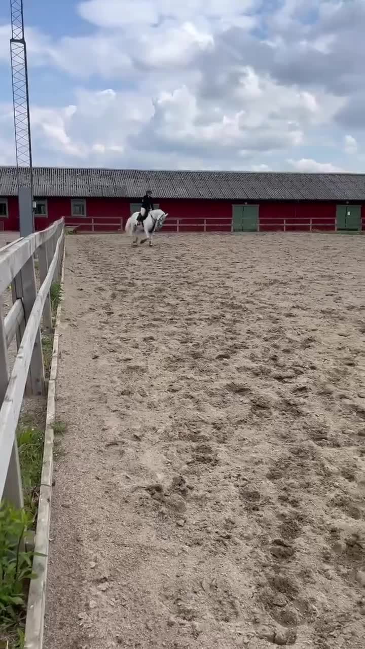 Allround hästar till salu: Sto med fin stam. Lyxig skogsmulle/projekt - Video 3