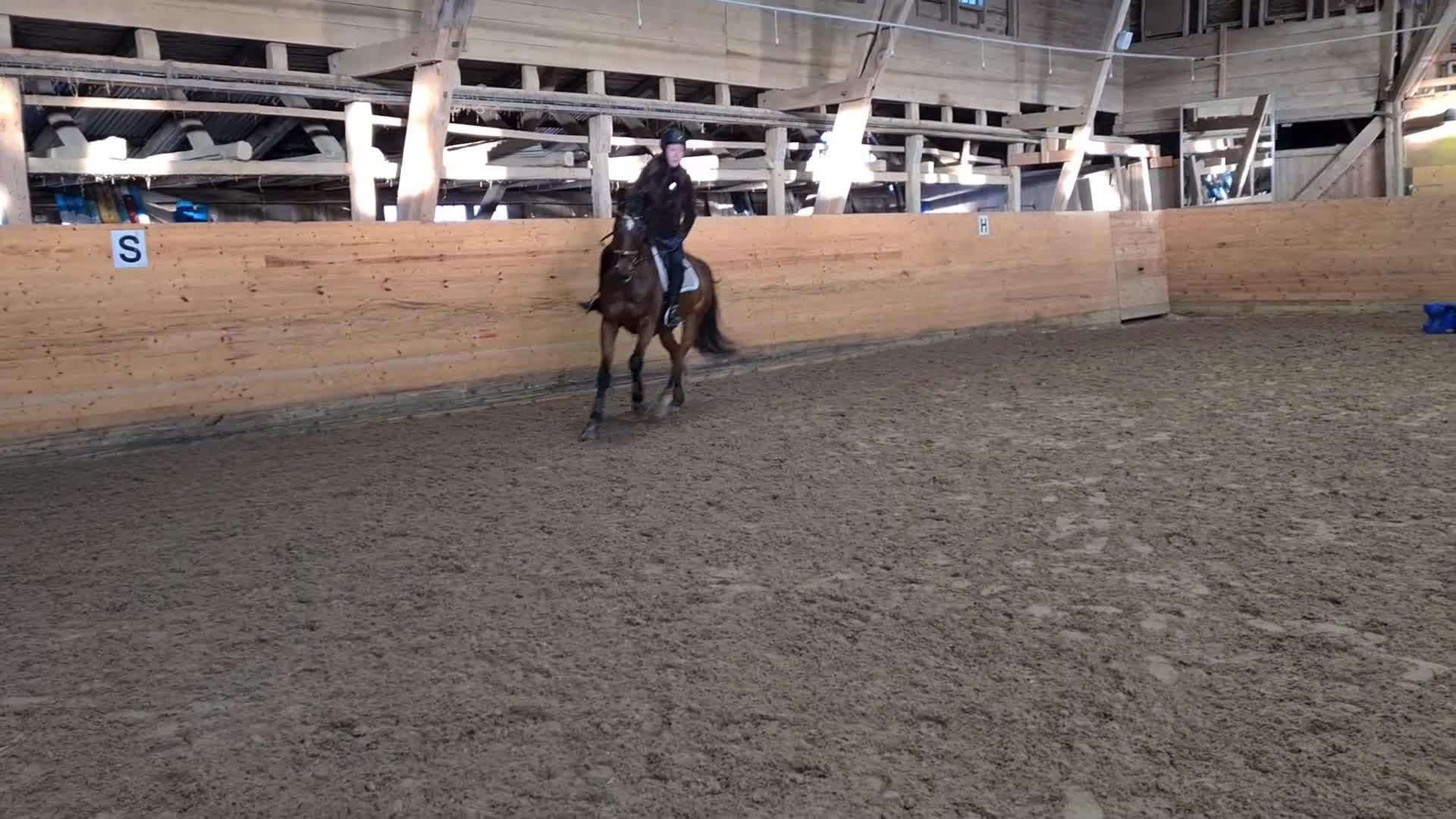  medryttarhäst sökes: Medryttarhäst sökes i Nyköping  i Nyköping - Video 1