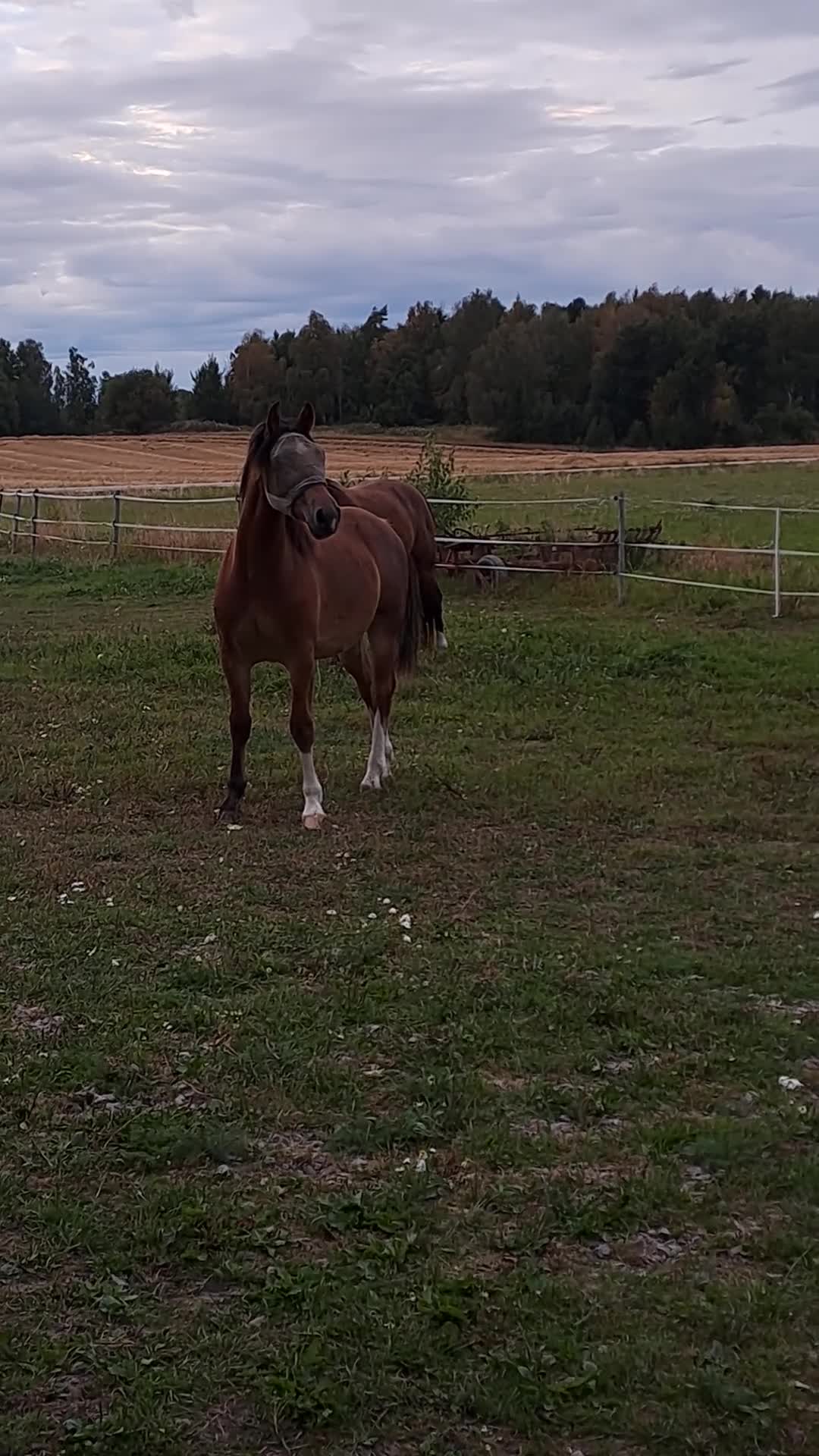 Allround hästar till salu: 2årig Valack  i Kvänum - Video 1