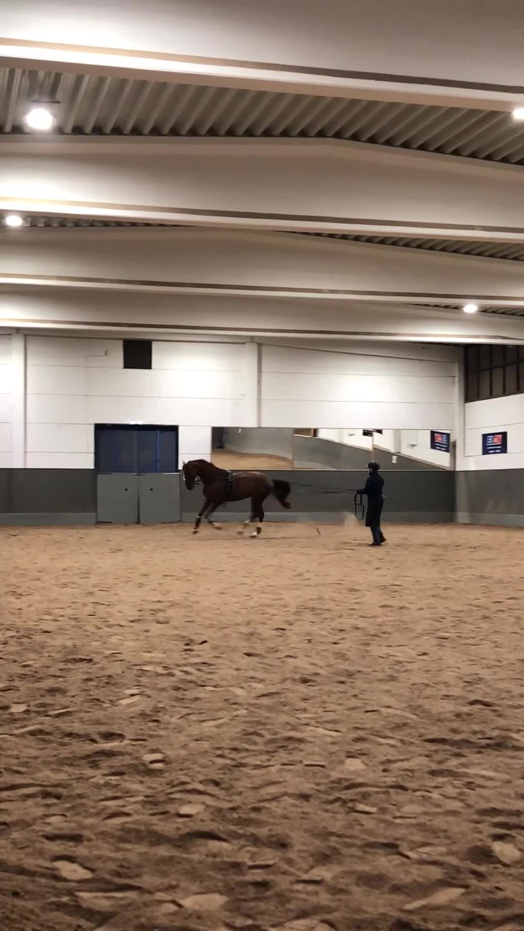 Allround hästar till salu: Snäll, fin valack med stark personlighet i Kalmar - Video 4
