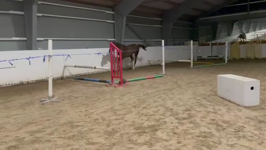 Hoppning hästar till salu: Swb sto för framtiden (Prissänkt!) - Video 2