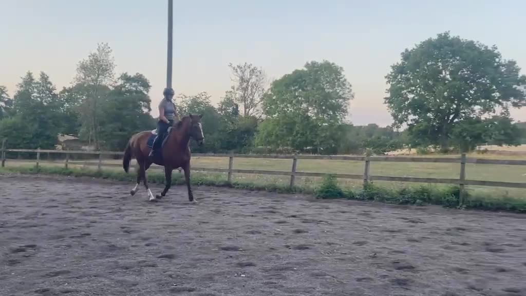 Hoppning hästar till salu: Trevligt sto e.Rimaro van de Looise Heide-Cortez - Video 3