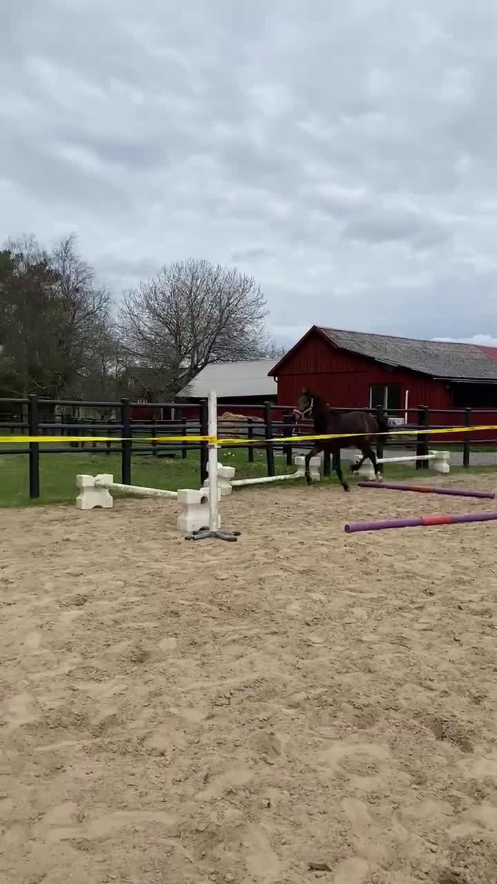 Fälttävlan hästar till salu: Trevlig unghäst till dressyr eller fälttävlan.  - Video 2