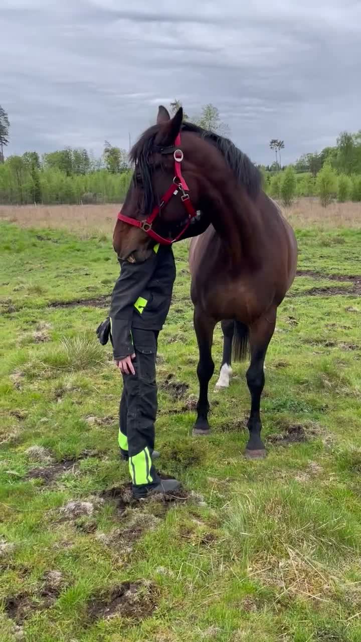 Allround hästar till salu: Rid-avelssto "Emma" - Video 3