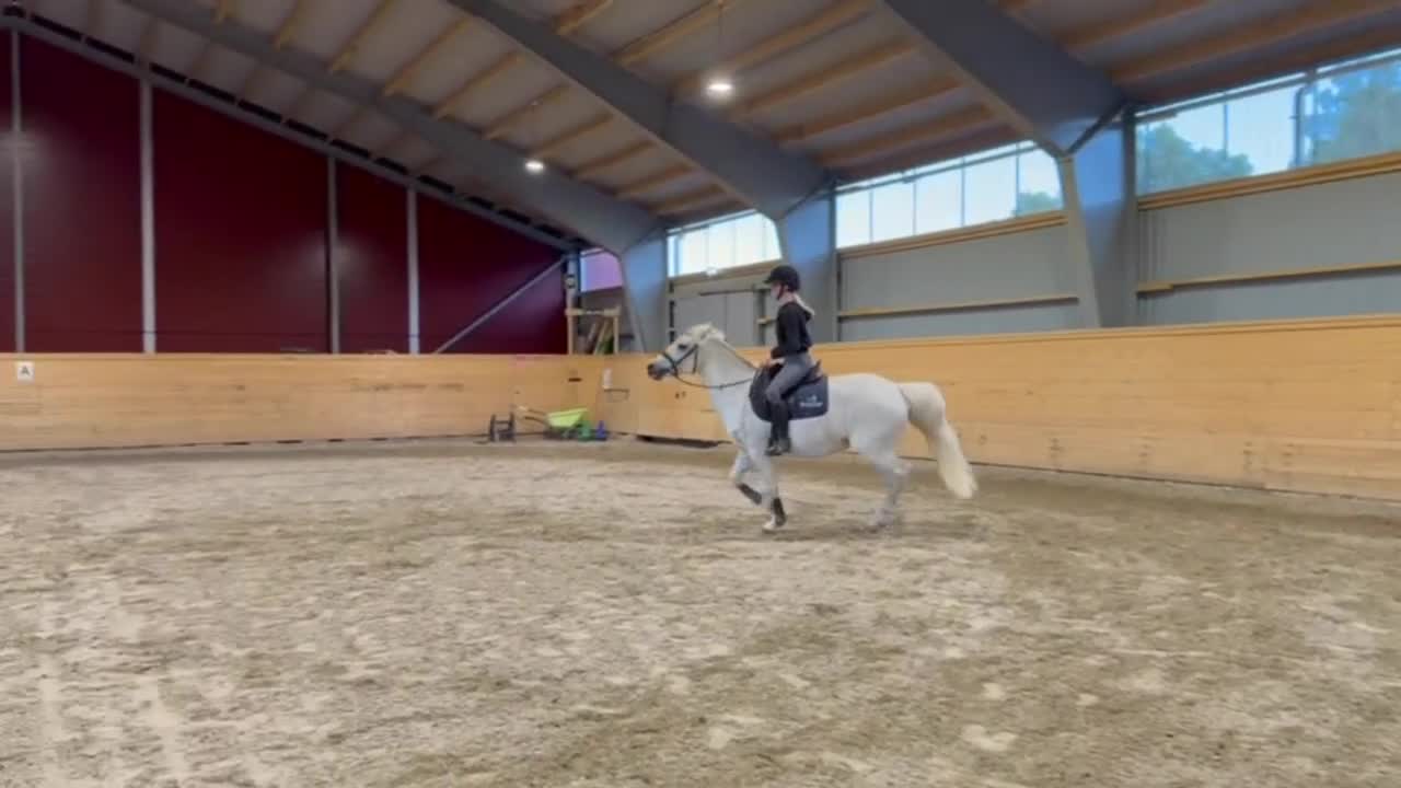 Allround hästar till salu: Snällt och mysigt sto 🌟 - Video 4