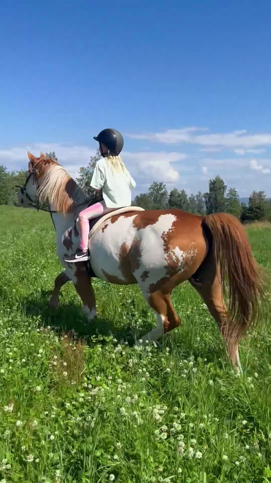 Allround hästar till salu: Trygg & supersnäll fd terapihäst för uteritter - Video 2