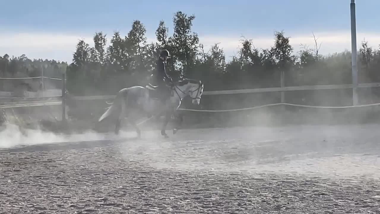 Allround hästar till salu: Projekthäst - Video 4