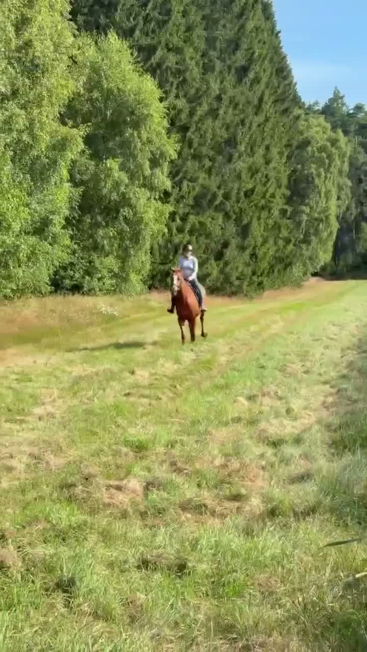 Allround hästar till salu: Framåt, pigg och lyhörd tjej - Video 1