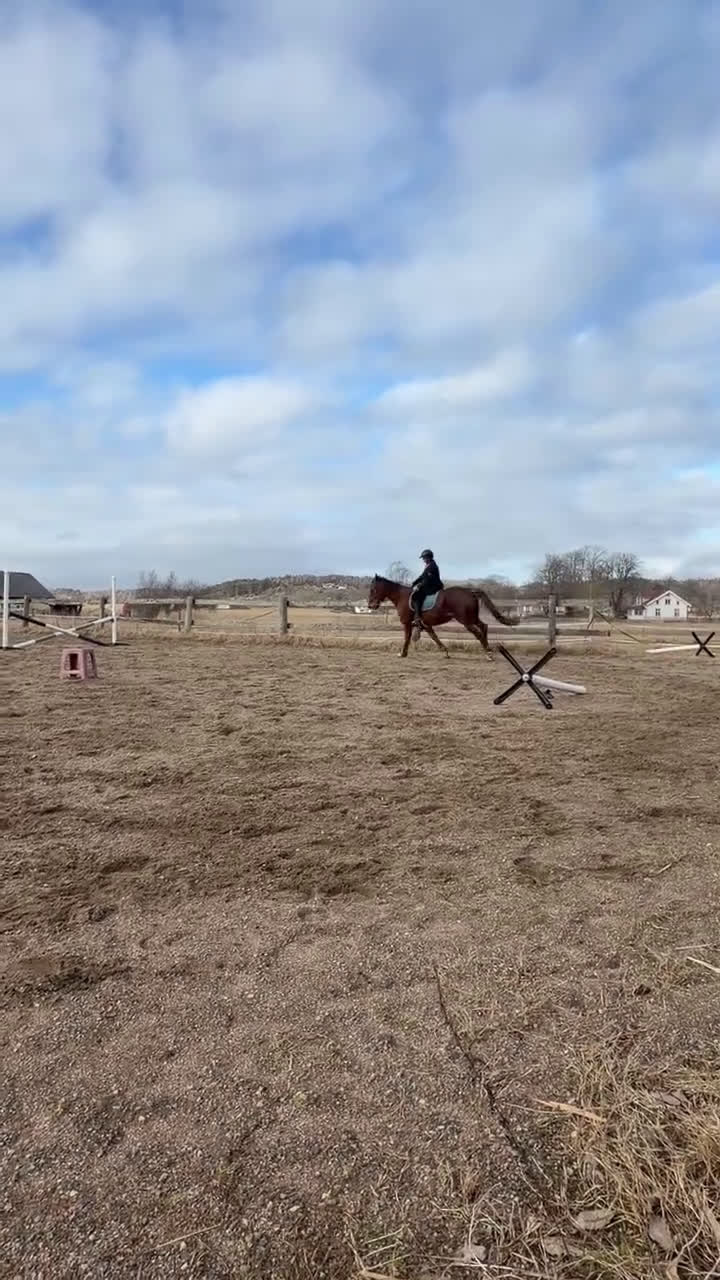 Allround hästar till salu: Ridtravare 13 år i Kållekärr - Video 1