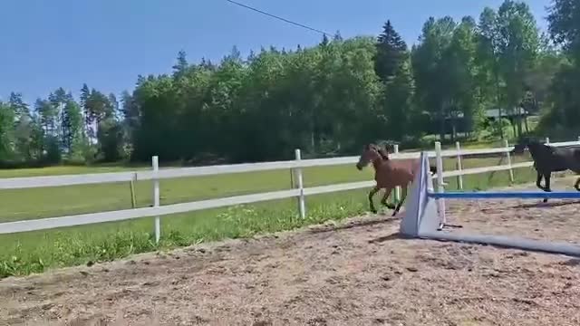 Hoppning hästar till salu: Fantastisk gummiboll - Video 1