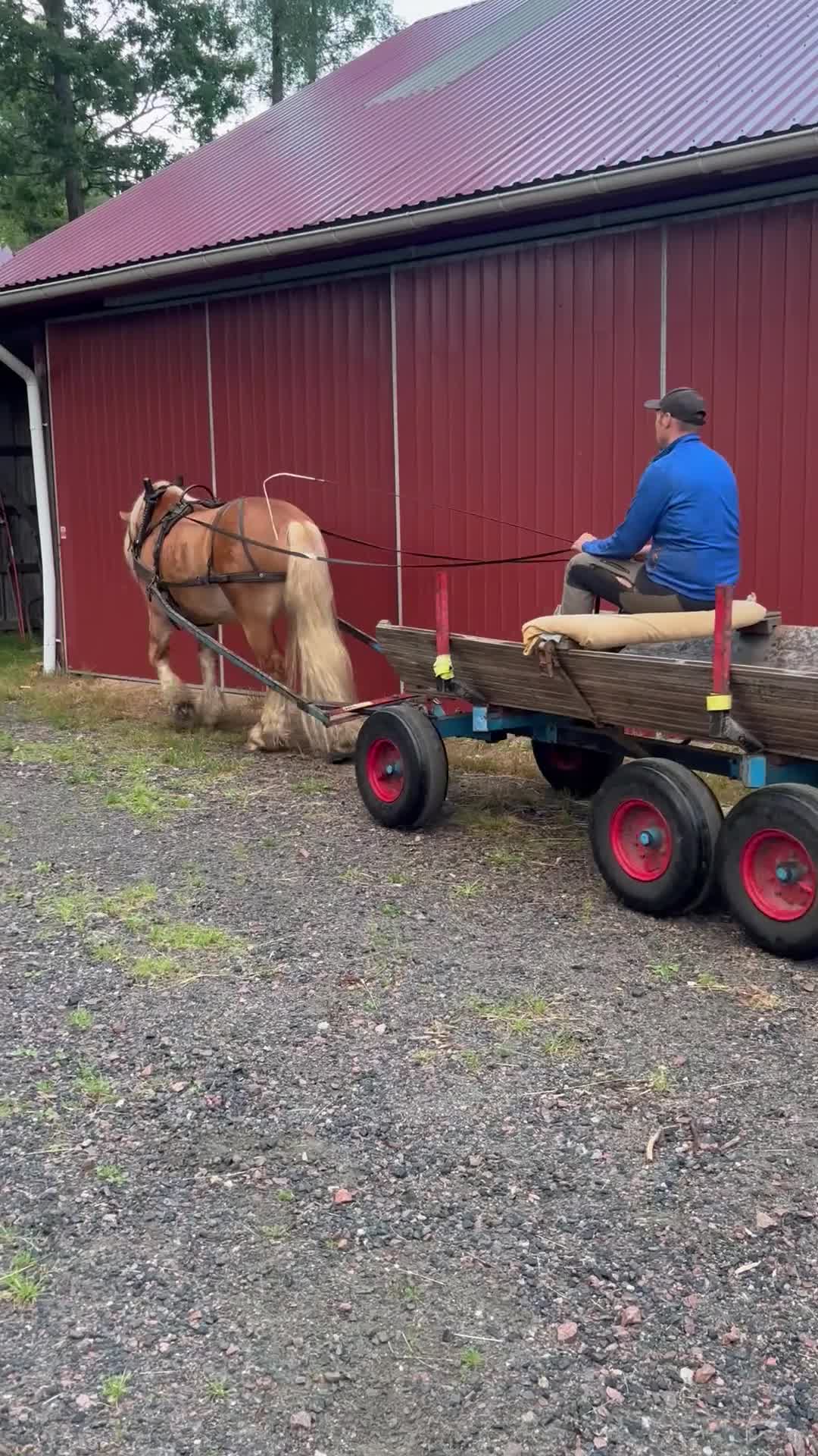 Allround hästar till salu: 4-årig nordsvensk valack  - Video 1
