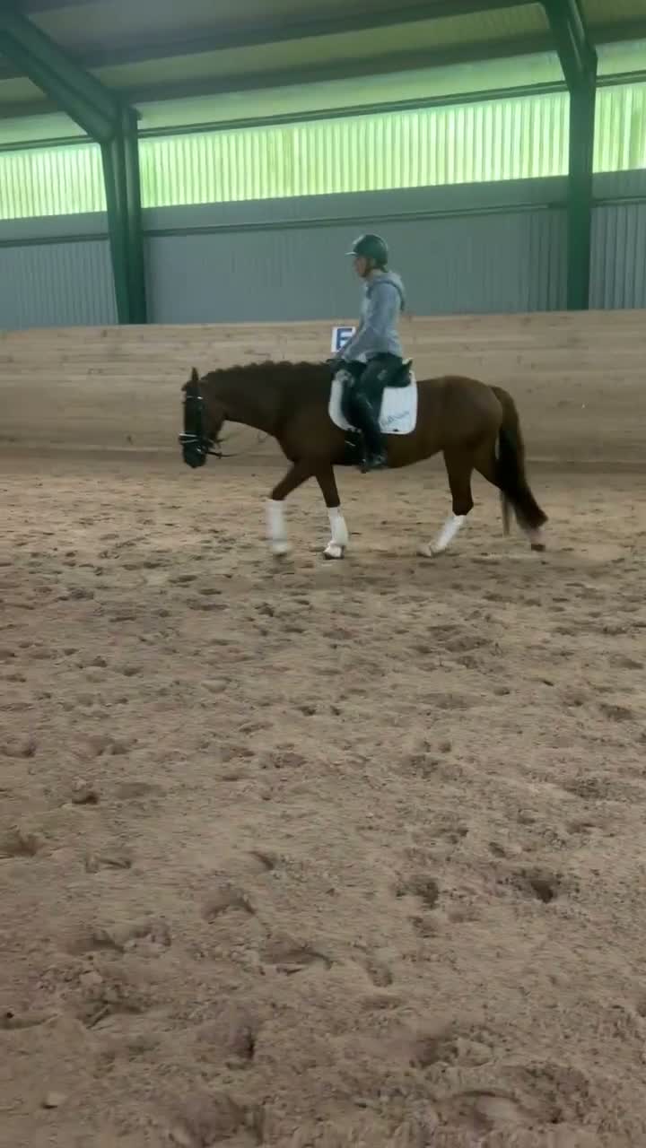 Allround hästar till salu: Fin allroundponny, 8 år kat.C - Video 3