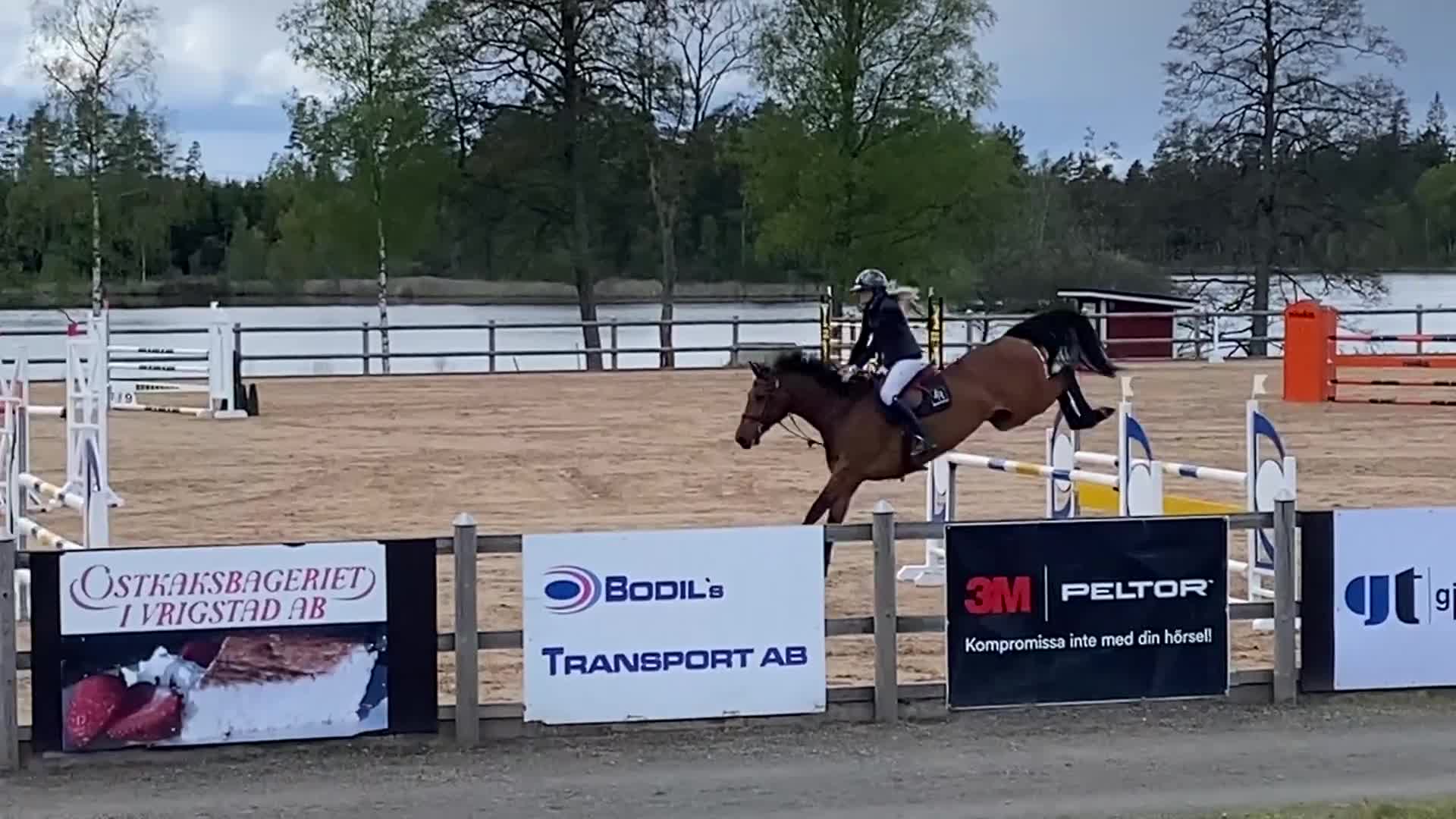 Hoppning hästar till salu: Hopphäst med med mycket kapacitet ⭐️ - Video 2