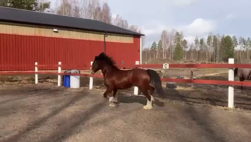 Allround hästar till salu: Welsh cob valack med enorm utstrålning!! - Video 5