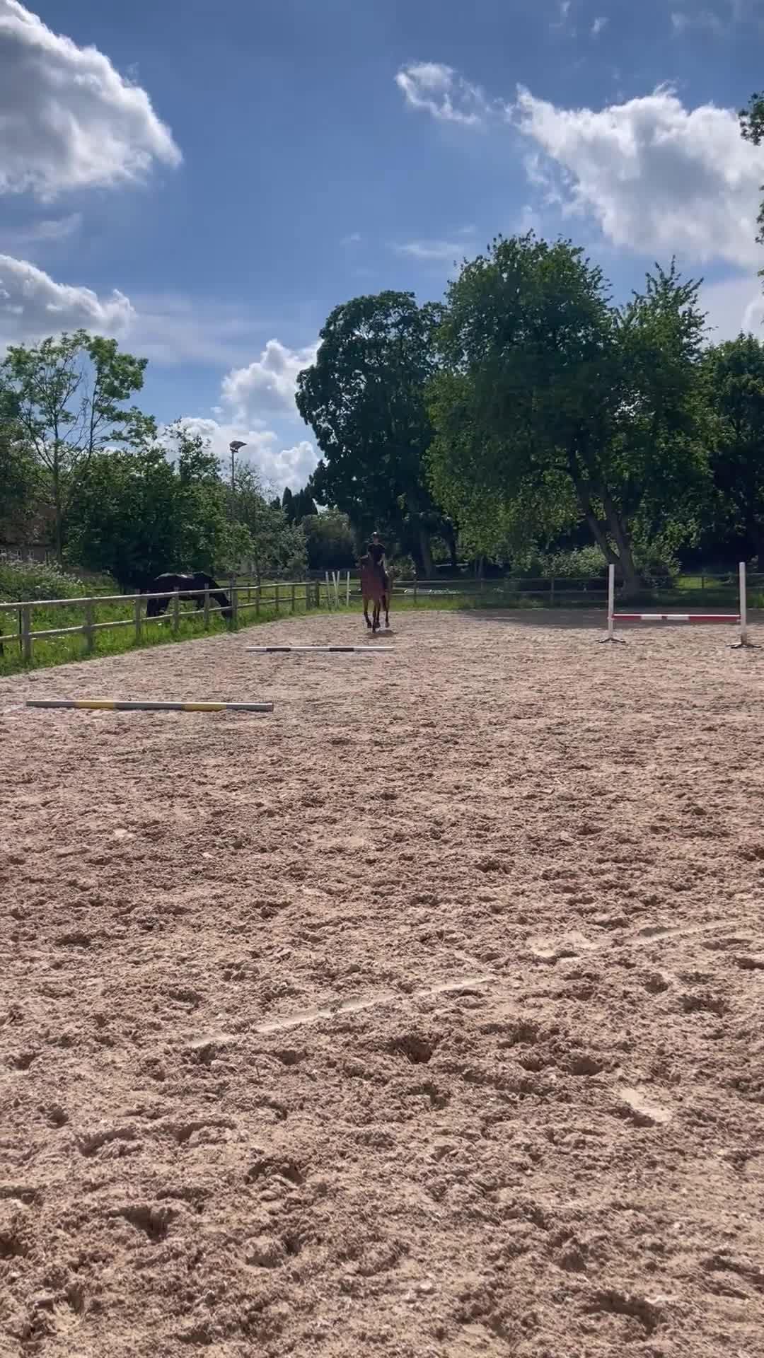 Hoppning hästar till salu: Härlig hopphäst letar nytt hem! - Video 3