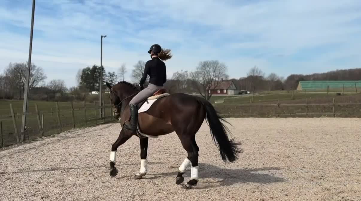 Allround hästar till salu: ⭐️EN TALANGFULL BÄSTA VÄN FÖR FRAMTIDEN⭐️ - Video 1