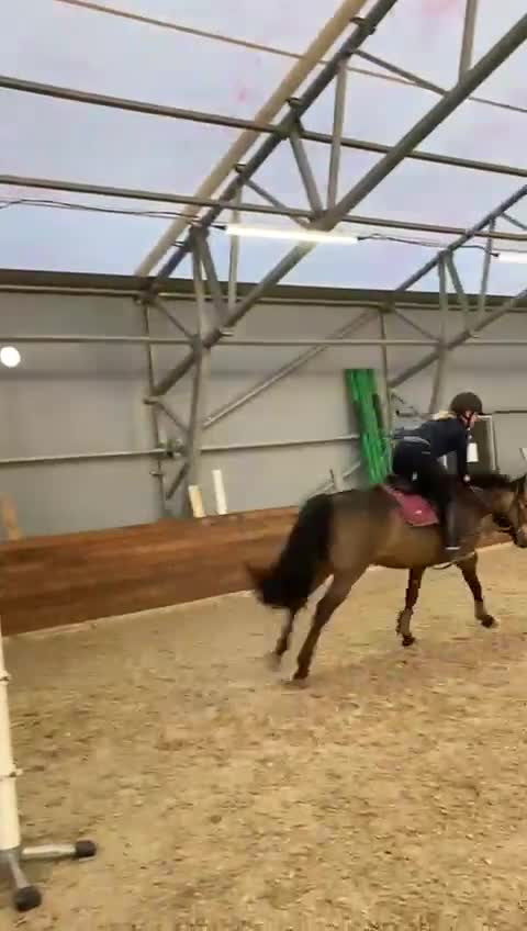 Hoppning hästar till salu: Vackert hoppsto d-ponny 148 cm född-17 i Hemse - Video 3
