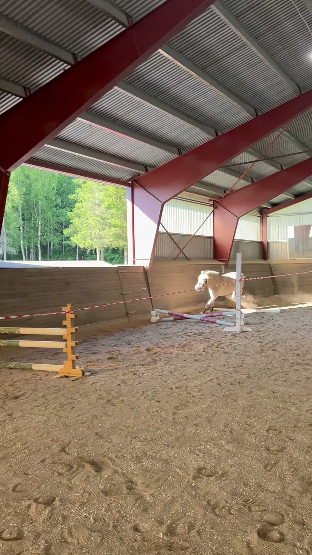 Allround hästar till salu: Fjordvalack till salu om rätt hem dyker upp i Örebro - Video 1