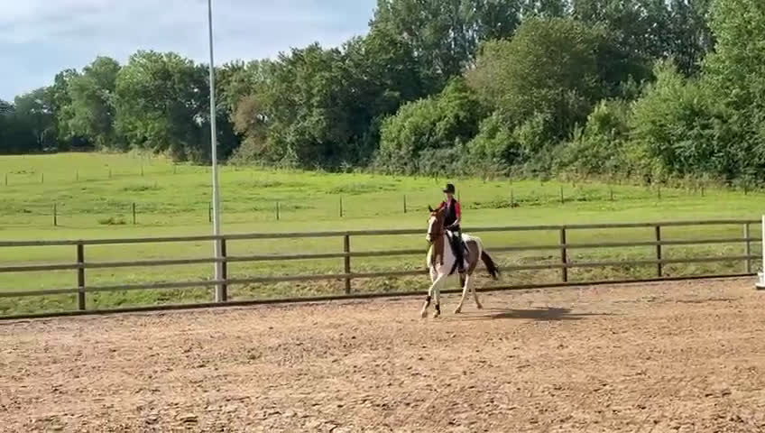 Fälttävlan hästar till salu: Trevlig häst för hoppning/fälttävlan i Löberöd - Video 2
